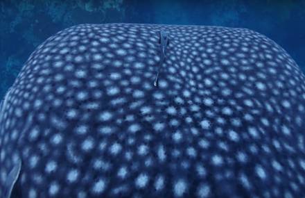 A Majestic Whale Shark in the Gulf of Thaïland