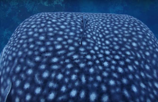 A Majestic Whale Shark in the Gulf of Thaïland