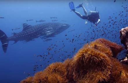 A Majestic Whale Shark in the Gulf of Thaïland