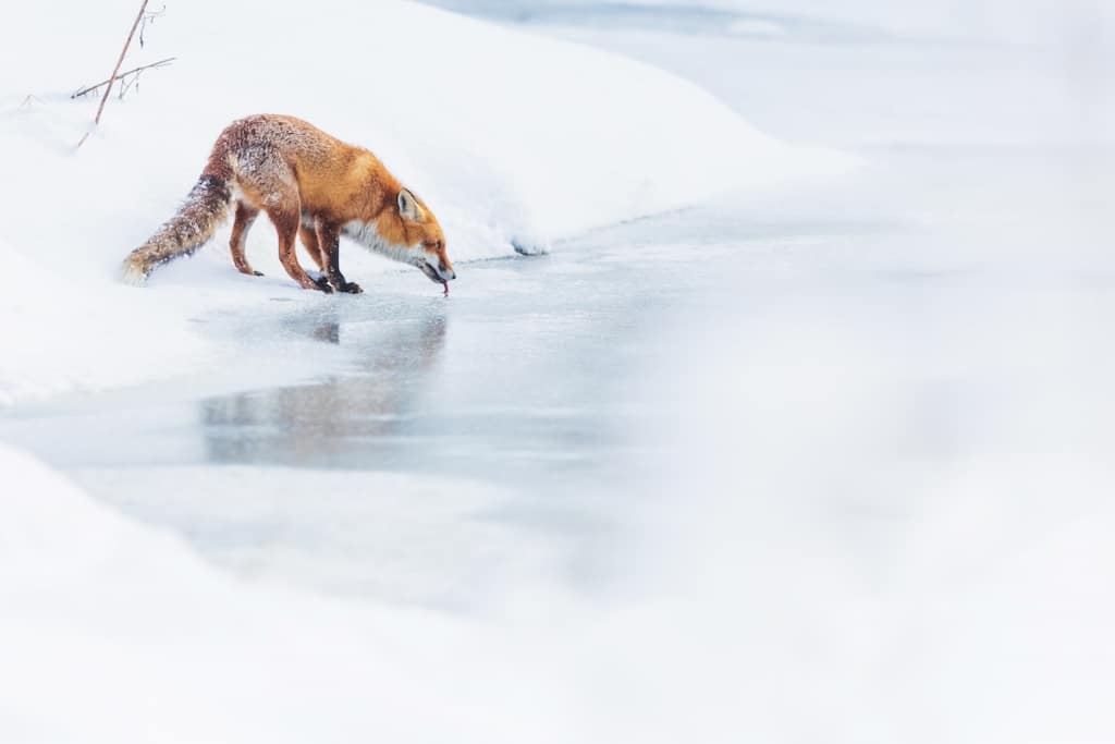 WildArt-Photographer-Year-WET-HIGHLY-COMMENDED-Lukasz-Sokol-Poland-1024x683