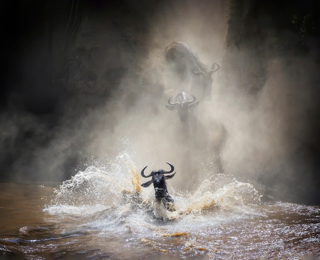 WildArt-Photographer-Year-WET-SILVER-AWARD-WINNER-Vicki-Jauron-1024x832